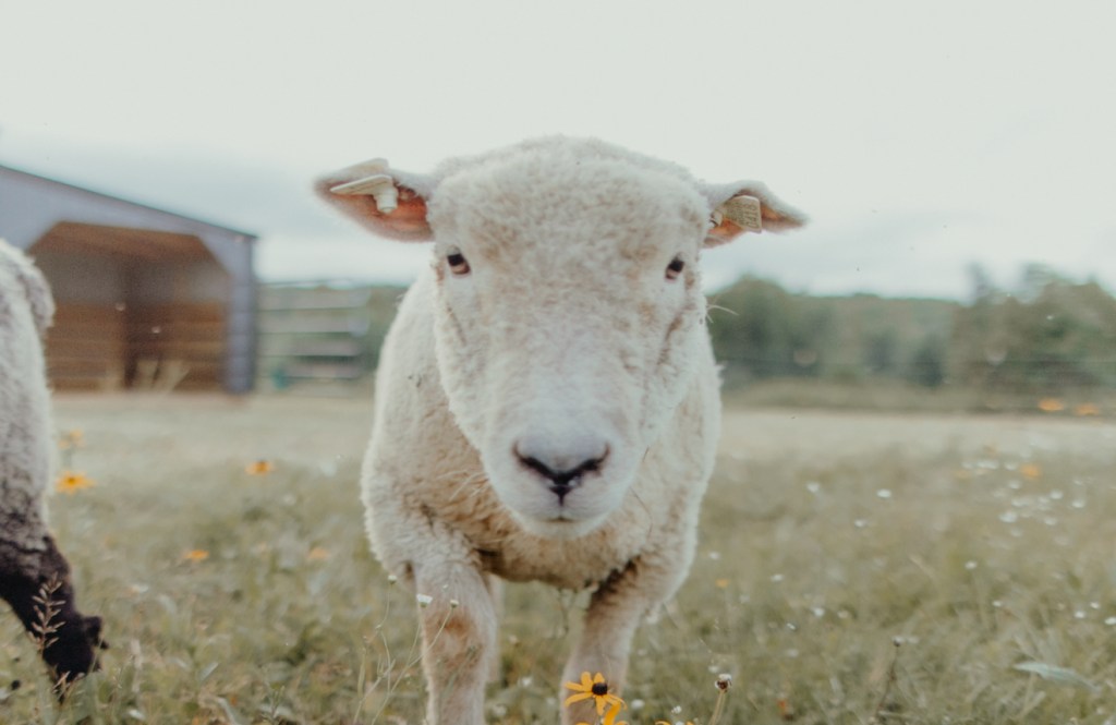 Why you should add sheep to your hobby&nbsp;farm